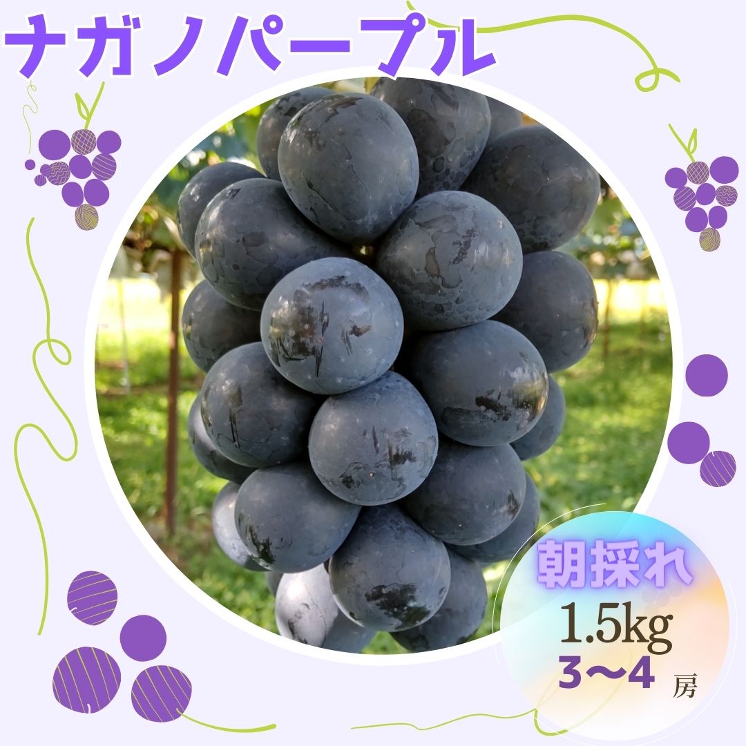 【ふるさと納税】ぶどう ナガノパープル 朝採れ厳選ナガノパープル 1.5kg（3〜4房）長野県 信州 南信州 高森町 農家直送 果物 くだもの ぶどう パープル 旬のぶどう 旬の果物 山吹ふぁーむ牛田 【配送不可地域：離島】