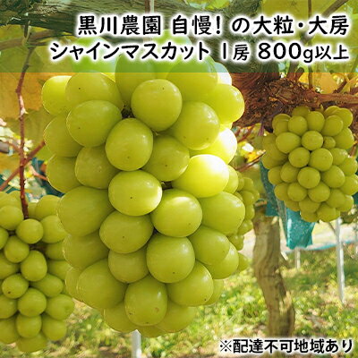 【ふるさと納税】ぶどう 2025年 先行予約 黒川農園 自慢 ! の大粒 大房 シャイン マスカット 1房 800g以上 ブドウ 葡萄 岡山県産 国産 フルーツ 果物 ギフト 果物類 　お届け：2025年10月上旬～2025年10月下旬