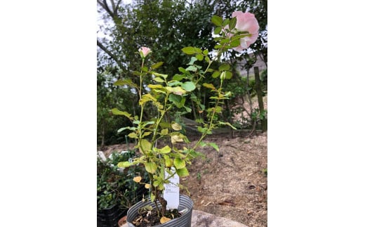 花 薔薇（ミニバラ苗木）：スマイルふくやま・1ポット 広島県福山市/小林商事 植物 お花 ポット苗 苗 薔薇 バラ 観葉植物 [BAEA004]
