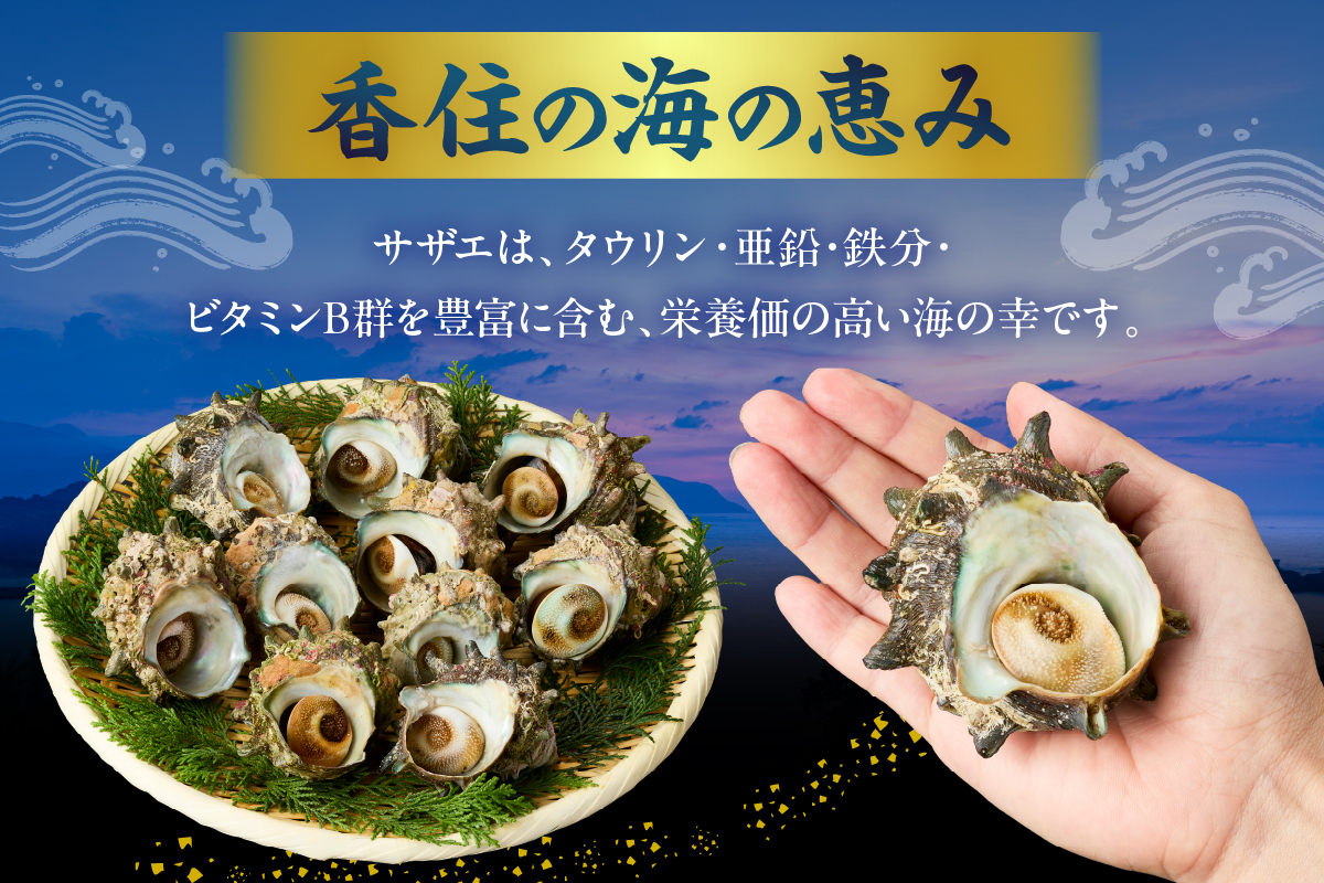 【兵庫県香住産 天然 活 サザエ 2kg（14～20個）冷蔵】香住で水揚げされた新鮮なサザエをお届け つぼ焼き 炊き込みご飯 サザエ飯 酒の肴 磯の香り 風味豊か さざえ 新鮮 天然 海鮮 大人気 夏