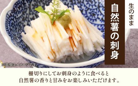 【期間限定】【数量限定】自然薯（2~4本）1.5kg以上 自然薯 とろろ