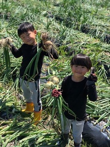 農家さん直送 低農薬玉ねぎ Ｌサイズ 約10kg 【4月中旬～7月中旬発送予定】【A222-frks118】