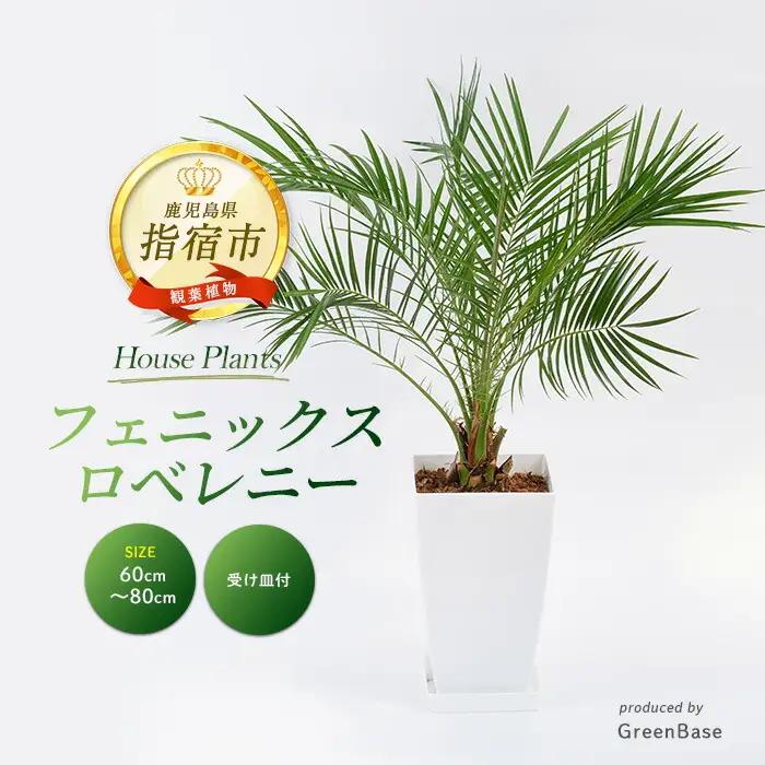 【観葉植物】フェニックス・ロベレニー 60cm～80cm Green Base IB003-004 観葉植物 ※北海道・沖縄・離島配送不可
