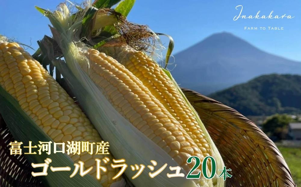 
＜2024年8月発送＞【富士山の麓で育つ】河口湖町産Inakakara「ゴールドラッシュ」20本
