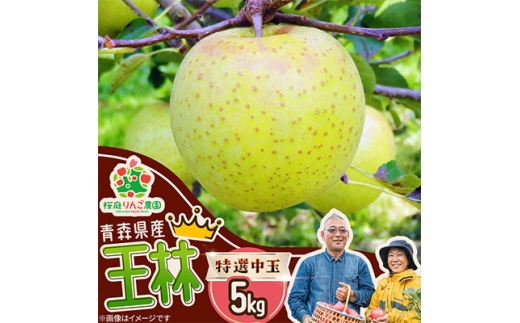 王林特選中玉5kg【1789783】