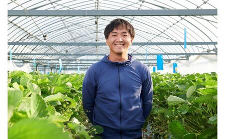 先行受付【静岡県産いちご】完熟紅ほっぺ2パックセット（300g×2パック）【2026年1月下旬以降発送予定】