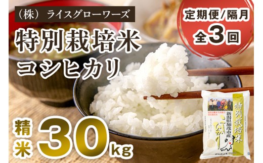 【令和7年産】【定期便3回隔月お届け】新潟県加茂市産 特別栽培米コシヒカリ 精米30kg（5kg×6）《順次出荷》 従来品種コシヒカリ 新潟県産コシヒカリ 新潟産コシヒカリ 新潟コシヒカリ 新潟県産こしひかり 新潟産こしひかり 新潟こしひかり コシヒカリ こしひかり お米 白米 米 定期便 （株）ライスグローワーズ