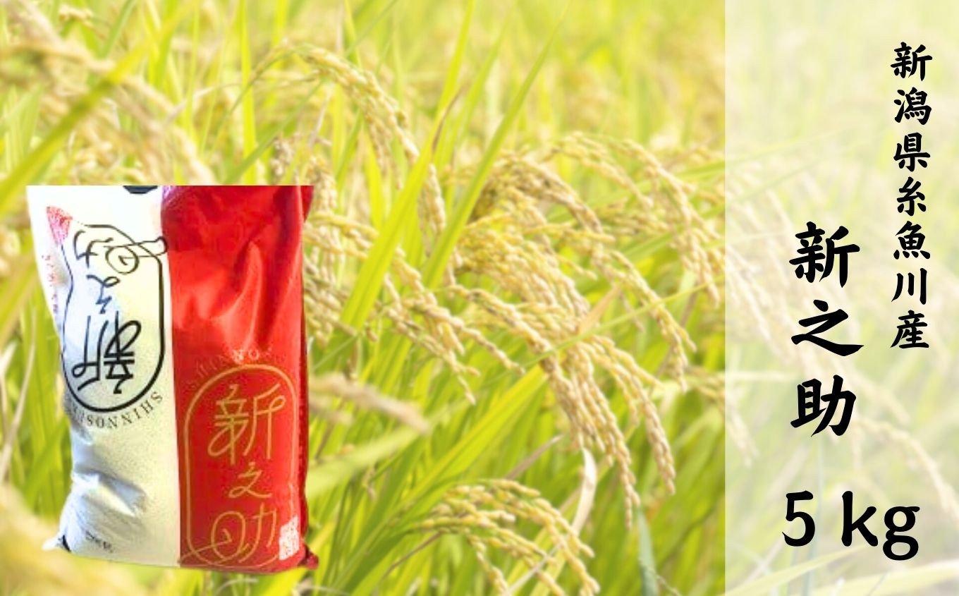 
                  令和7年産 『新之助』 5kg 白米 大山農場 農家直送 2025年産 大山農場 減農薬 特別栽培米【米 お米 こめ コメ ブランド米 ご飯 ライス ふるさと納税米 5キロ しんのすけ 食品 人気 おすすめ 新潟県 糸魚川市】
                