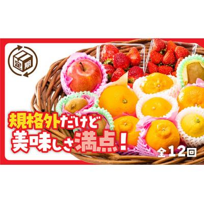 ふるさと納税 山口市 規格外だけど美味しさ満点!エコ・フルーツアソートボックス定期便(12回)　A133