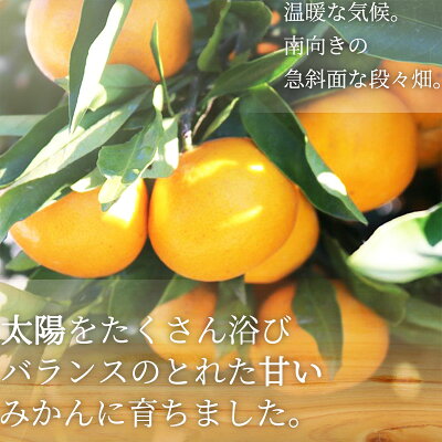 ZE6487_Y_【直営限定】【２０２５年先行予約】和歌山 湯浅町産 田村みかん 10kg【2L】