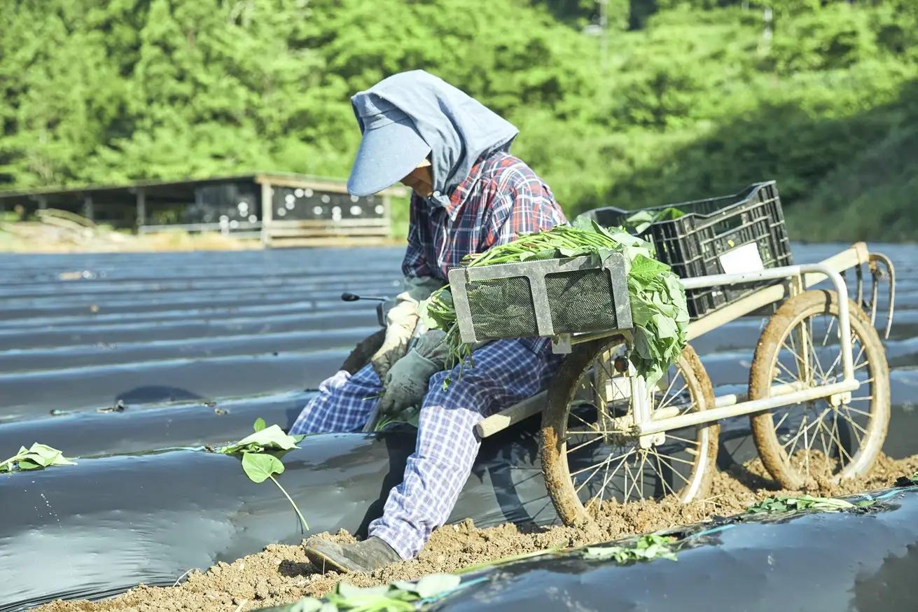 秦泉寺さんの黒い干し芋（3袋）　