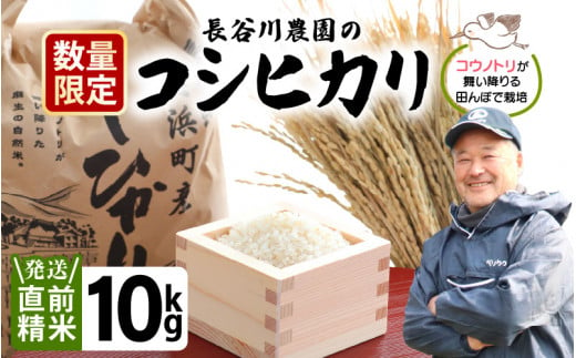 米 令和5年産 ⾧谷川農園の コシヒカリ 白米 10kg 【お米 こしひかり 10キロ 精米 ブランド米 ふるさと納税米 産地直送】 [m22-a004]