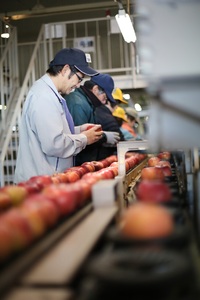 甘味たっぷり！【南信州産】シナノスイート 約5kg 10～18玉