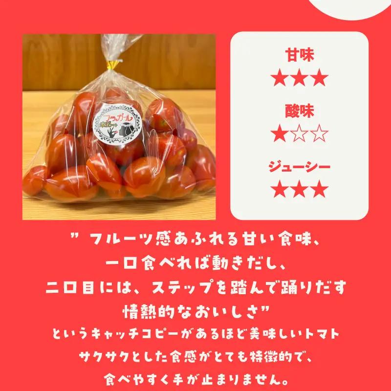【先行予約】【2027年1月中旬以降発送】フルーツトマト　フラガール2.8kg（へたなし）