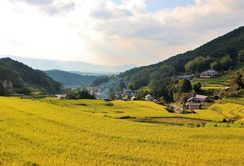 【精米】明日香村産ヒノヒカリ 5kg 量が選べる【令和7年度】 5kg