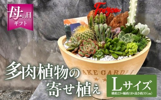 【数量・期間限定】【母の日】多肉植物の寄せ植え　Lサイズ_M238-008_03-MD