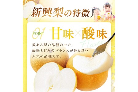 【先行予約／数量限定700】新興梨（訳あり） 5kg （7～12玉）（2024年10月上旬～発送）