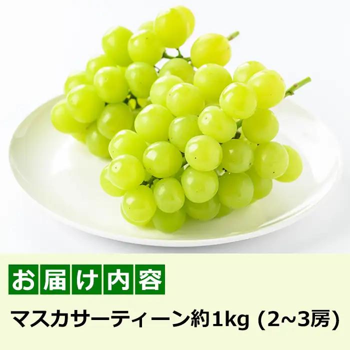 【先行予約】 マスカサーティーン 約1kg 2～3房 ぶどう フルーツ 【眞鍋果樹園】 i972