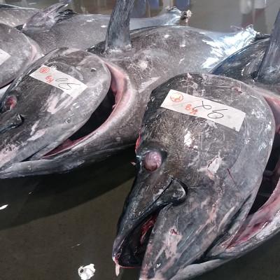 ふるさと納税 塩竈市 鰹・本マグロ・ビンチョウ鮪の藁焼き3点セット |  | 02