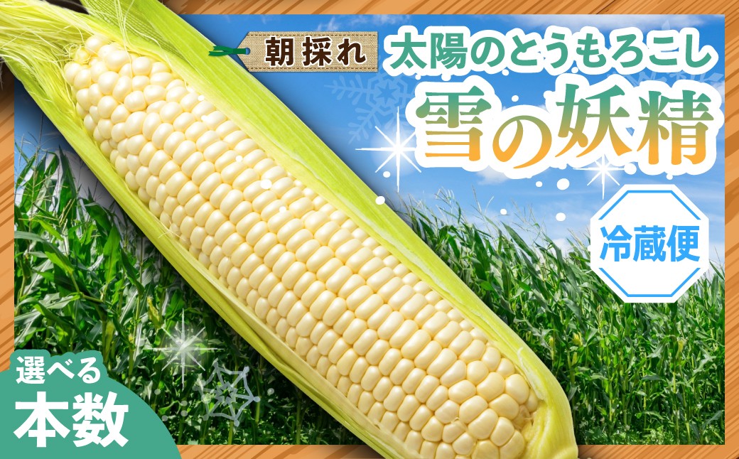 
                  太陽のとうもろこし 【雪の妖精】 選べる本数 6本 10本 | とうもろこし トウモロコシ 朝採れ 野菜 旬野菜 甘い 白いとうもろこし 高糖度 群馬県産 産地直送 ギフト 新鮮コーン フルーツ 美味しい サラダ スープ 子ども こども 道の駅 まえばし赤城 群馬県 前橋市
                