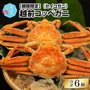 【ふるさと納税】【数量・期間限定】福井県産 越前コッペガニ（セイコガニ）×6杯【急速冷凍】（プロトン凍結） [C-022004]