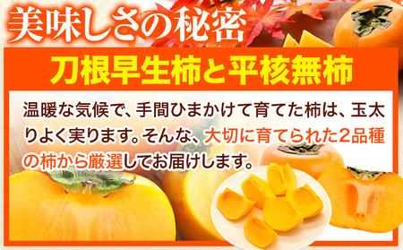 柿 カキ かき たねなし柿(刀根早生柿・平核無柿)約 2kg(6～9玉前後)《2024年9月下旬-10月下旬頃より順次出荷》 和歌山県 紀の川市 種なし柿 産地直送 柿 果物 フルーツ 2L～Mサイズ