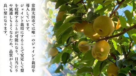 【 先行予約 】 茨城県産 梨 豊水 約3kg 7玉～8玉【茨城県共通返礼品／常陸太田市】 桧山果樹園 農家直送 桧山果樹園 農家直送 フルーツ 甘い 直送 茨城 限定 ギフト 梨 豊水 ほうすい 果