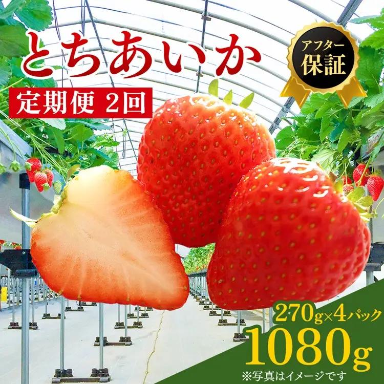 【先行予約】【定期便２回】 いちご 270g×4p | いちご ※2027年1月～発送