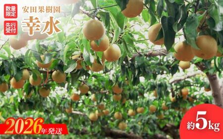 No.1797梨　幸水　約5kg【2026年発送】