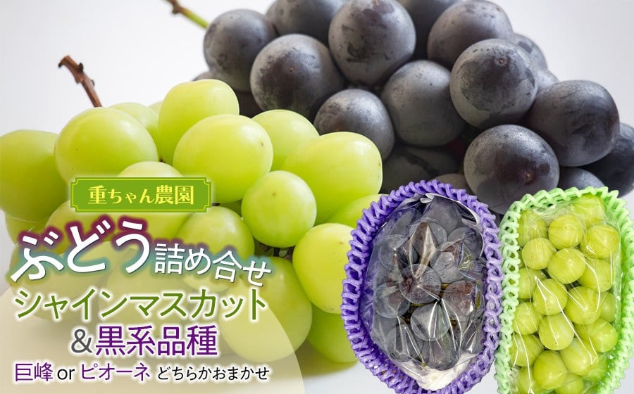 
                  【令和8年産先行予約】 ぶどう詰め合わせ 2房 (シャインマスカットと黒系品種 各1房)　山形県鶴岡市 重ちゃん農園
                