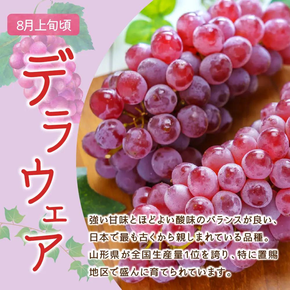 【先行予約】 令和8年産 ぶどう 種無し デラウェア 約1kg 山形