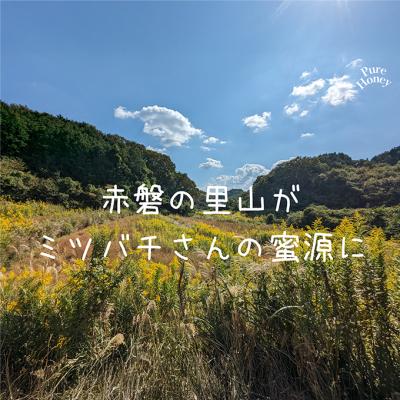 ふるさと納税 赤磐市 はちみつ 蓮華蜂蜜 百花蜂蜜 300g 各1個 合計2個入り 天然 非加熱[NO5765-1413] |  | 02