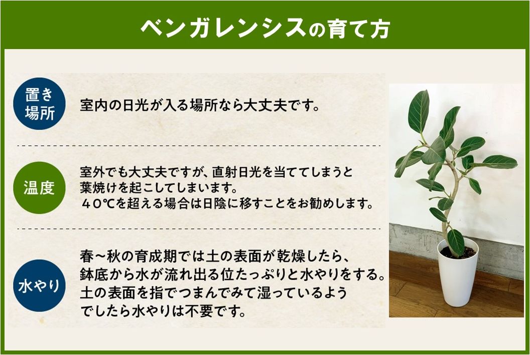 066-15 観葉植物 ベンガレンシス7号サイズ1鉢