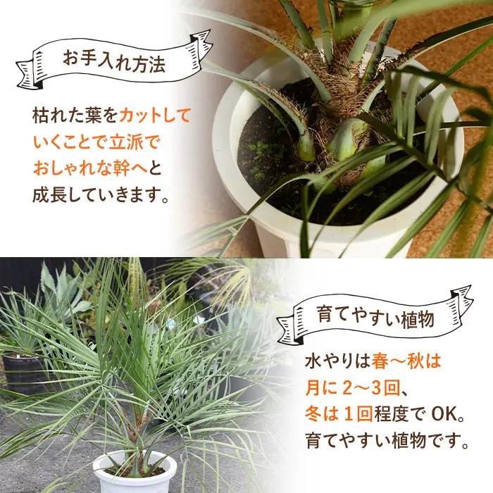 観葉植物 ココスヤシ 鉢底より高さ約100cm 観葉植物 【kurk PLANT LEATHER】 i906