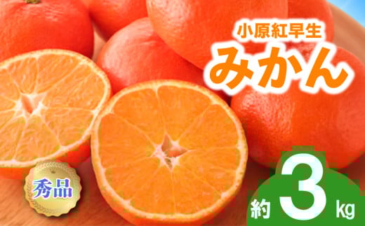 先行予約 みかん 蜜柑 約3kg 小原紅早生 小原紅早生みかん 柑橘 オレンジ 果物 フルーツ 果実 旬 家庭用 11月下旬～12月下旬 配送 選べる 容量 香川県 丸亀市