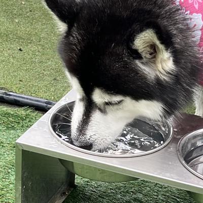 ふるさと納税 日進市 大きなわんちゃんのごはん台(大) |  | 03