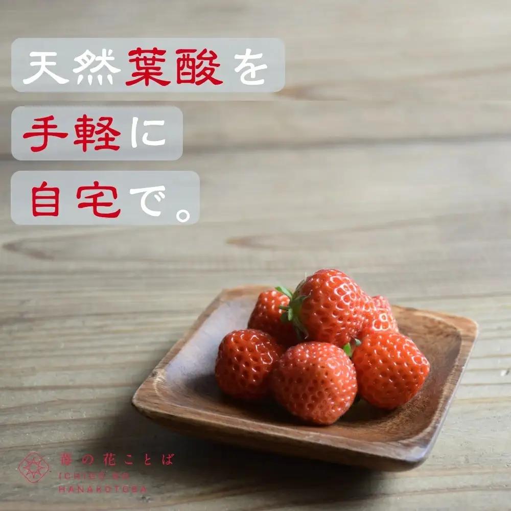 【先行予約】越後姫桃薫 いちご 越後姫 約200g×2P食べ比べ
