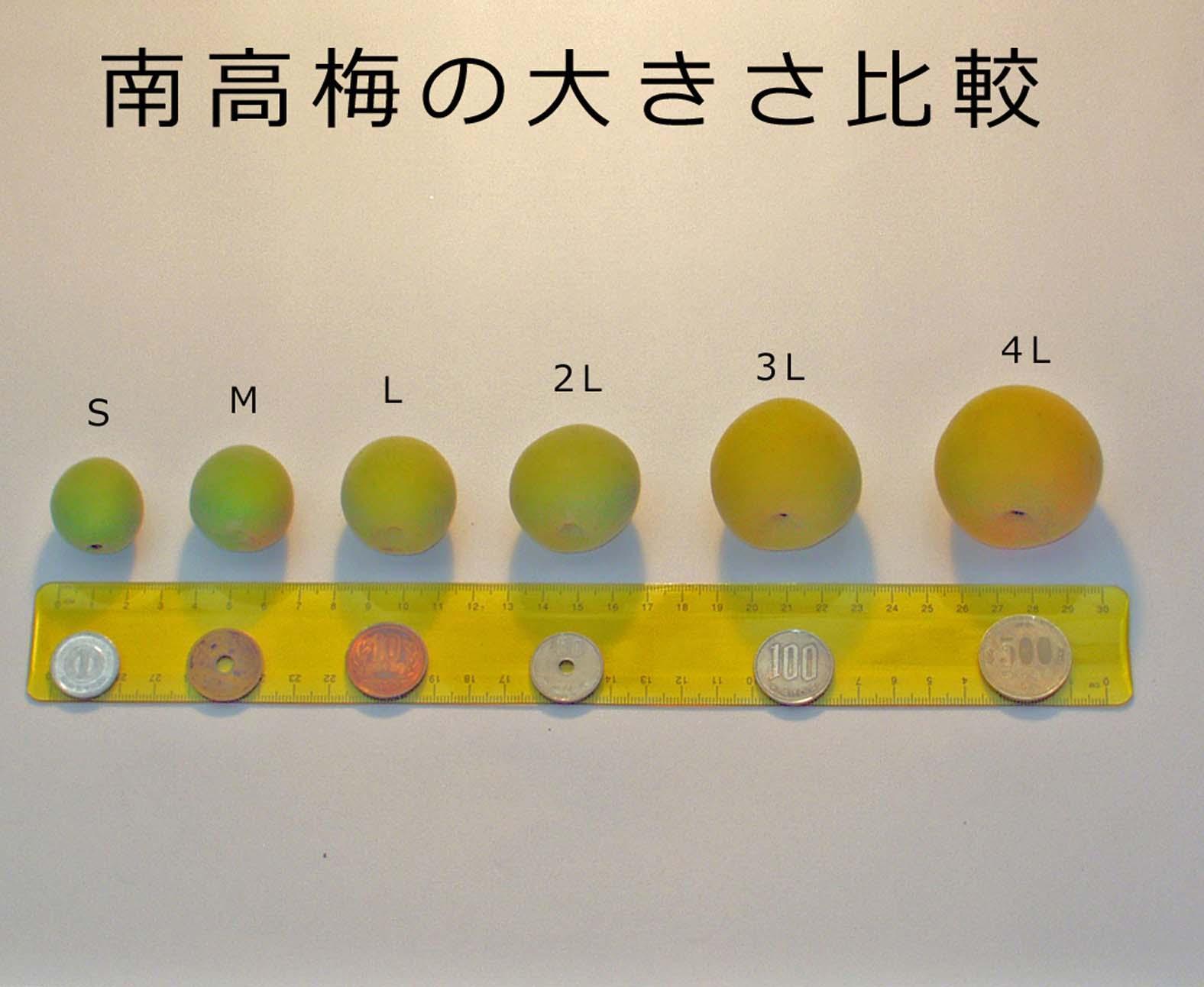 ［梅干・梅酒用］大玉4Lサイズ約2kg 熟南高 生梅 赤秀品＜2027年6月上旬～7月中旬発送予定＞［ART01］