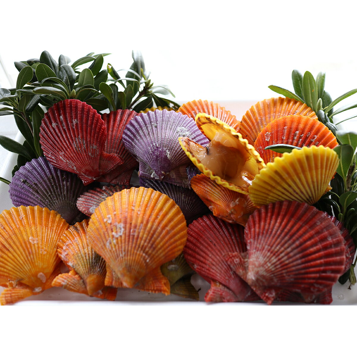 【ふるさと納税】ヒオウギ貝20枚セット 数量限定 期間限定商品！食卓を色鮮やかに！ 貝 アウトドア キャンプ 海鮮BBQ ホタテ 貝殻付 多色多彩 装飾品