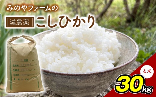みのやファームの減農薬こしひかり 30kg(玄米)【コシヒカリ こしひかり おいしいお米 自然栽培 贈り物 ギフト 千葉県 御宿町 人気 おすすめ ランキング】ONJF013