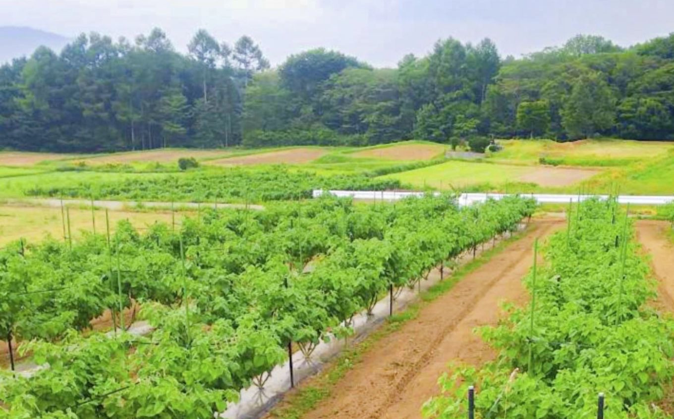 【2024年先行受付】【農薬不使用】 食用ほおずき 「太陽の子」 500g バディアス農園