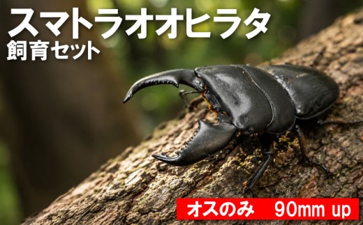 【数量限定】　スマトラオオヒラタ 飼育セット オスのみ 90ミリ up クワガタ クワガタムシ カブトムシ 昆虫 虫 国産 飼育 セット 夏休み 自由研究 ふるさと納税 茨城県 鹿嶋市 Kabukuwashop