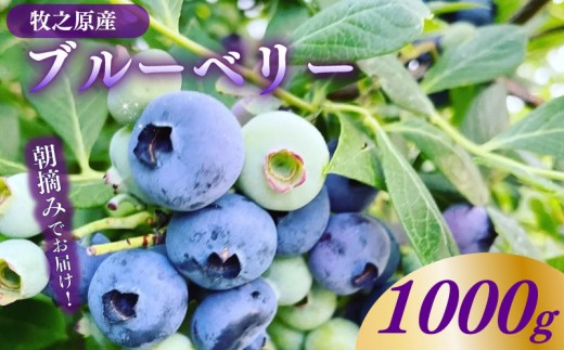 【朝採れ】ブルーベリー 1kg 500g ×2パック 5月中旬より発送開始予定 生ブルーベリー ぶるーべりー ベリー 果物 果実 フレッシュ フルーツ ベリー おやつ 製菓用 スムージー ヨーグルト 朝食 小分け パック 使い方 アレンジ ふるーつ くだもの 果汁 個包装 国産 産地直送 農家直送 新鮮 朝採れ 安心 安全 数量限定 期間限定 季節 旬 季節限定 牧之原市 静岡県 ベリファムいいだ
