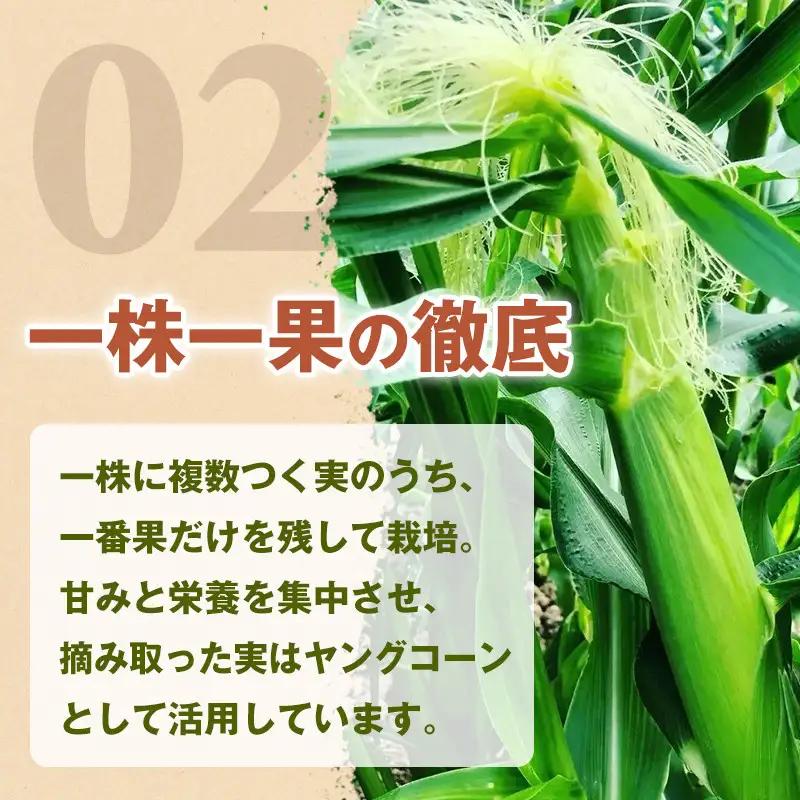 ［2027年発送 先行予約 夏の味覚］［定期便・全3回］潮風ホワイト 2Lサイズ 5～8本 1セット とうもろこし トウモロコシ 白 コーン とうもろこし BBQ 焼き肉 白浜町