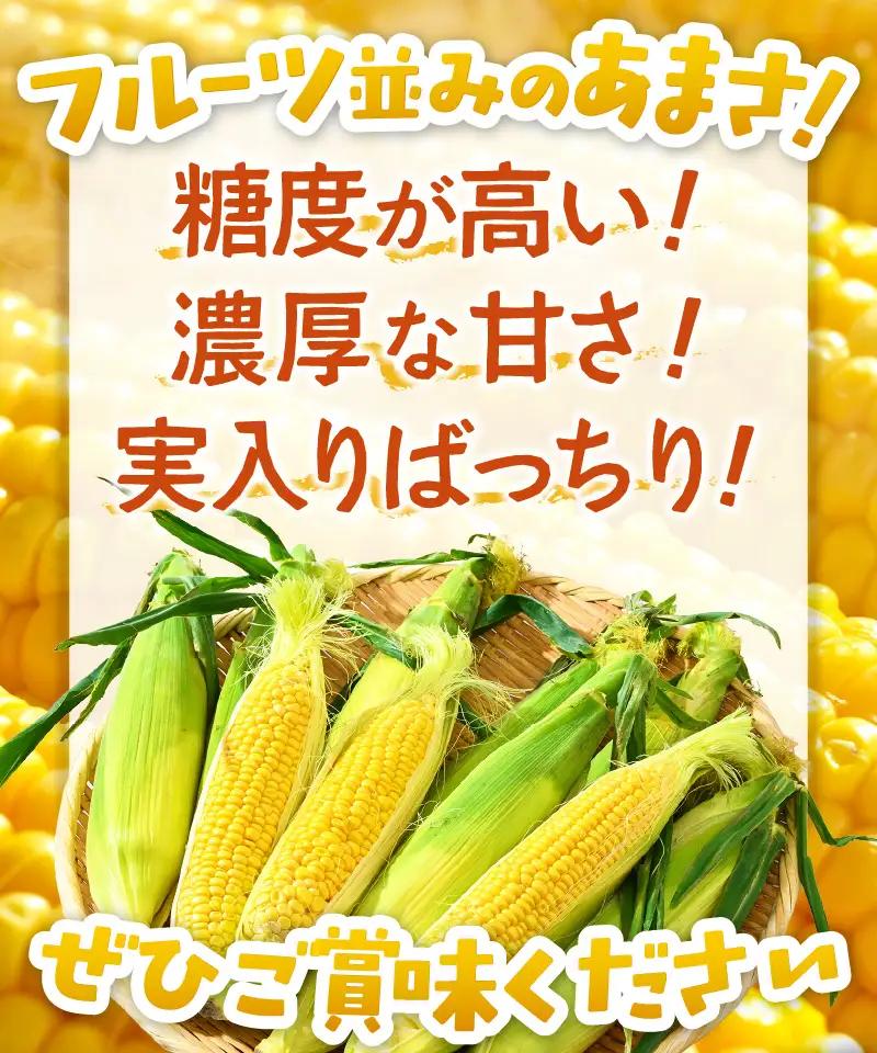 【先行予約】朝採り スイートコーン 黄色 計10本 おおもの ／ ハウス栽培 低農薬 有機肥料 フルーツ並みの甘さ 甘い とうもろこし 野菜 あわら ※2026年10月上旬より順次発送 [aw067-