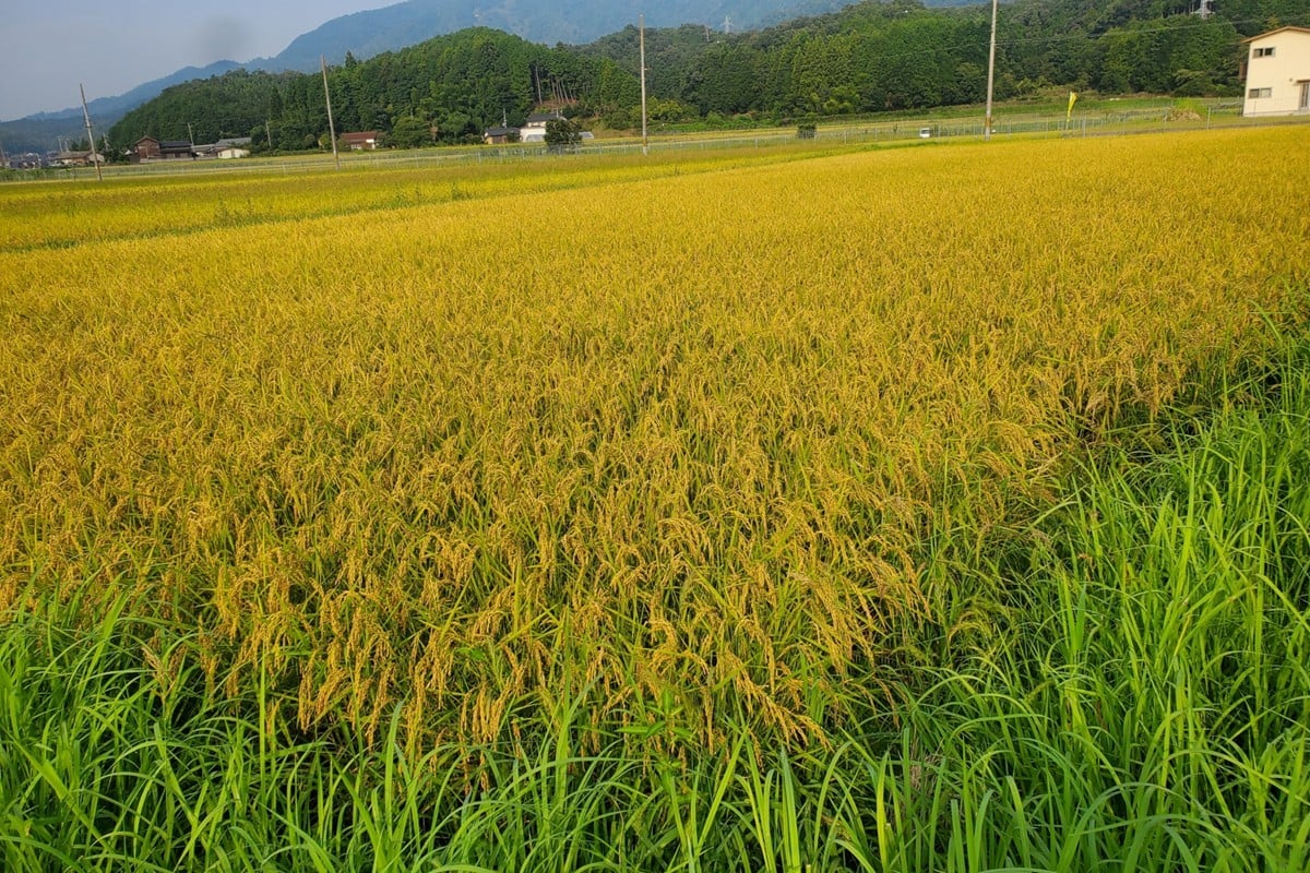 
            2025年産 京丹後産稲作発祥の地コシヒカリ特別栽培米 月の輪田米 精米5kg（天日干し）　WK00002
          
