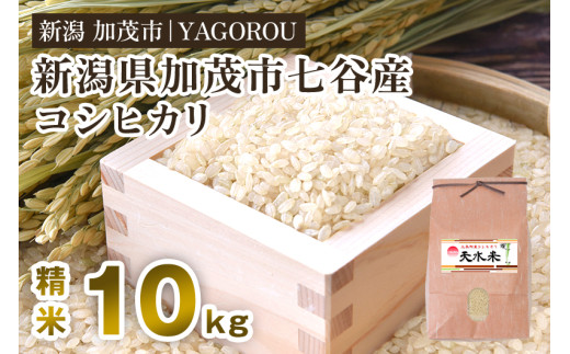 【令和7年産新米先行予約】新潟県加茂市 七谷産コシヒカリ 精米10kg 《10月中旬～順次発送》 新潟産コシヒカリ 豊かな山水で育った天水米 加茂市 YAGOROU ヤゴロウ