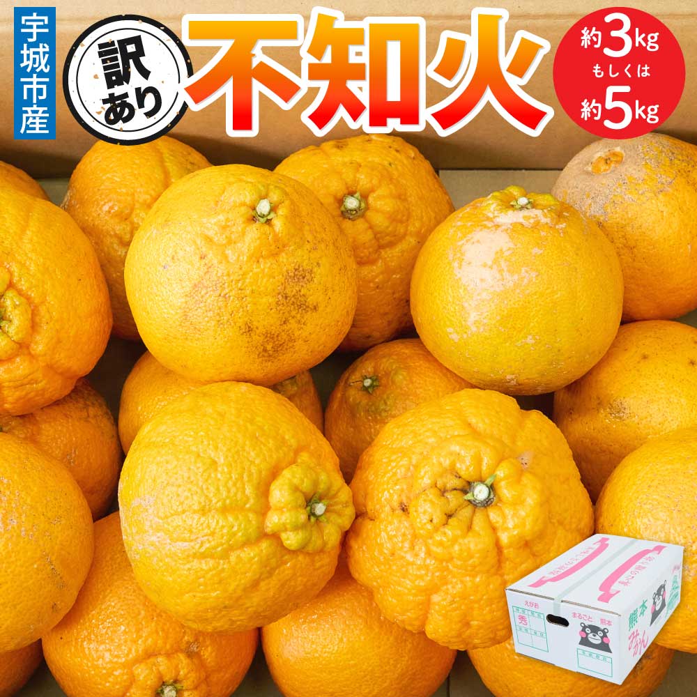 【ふるさと納税】【選べる内容量】 先行予約 訳あり 不知火 約3kg（7〜12玉）もしくは 約5kg（15〜22玉） 【2026年3月上旬~2026年4月上旬頃発送予定】 しらぬい みかん 蜜柑 柑橘 お取り寄せ 国産 九州 熊本県 宇城市 株式会社la Nui.