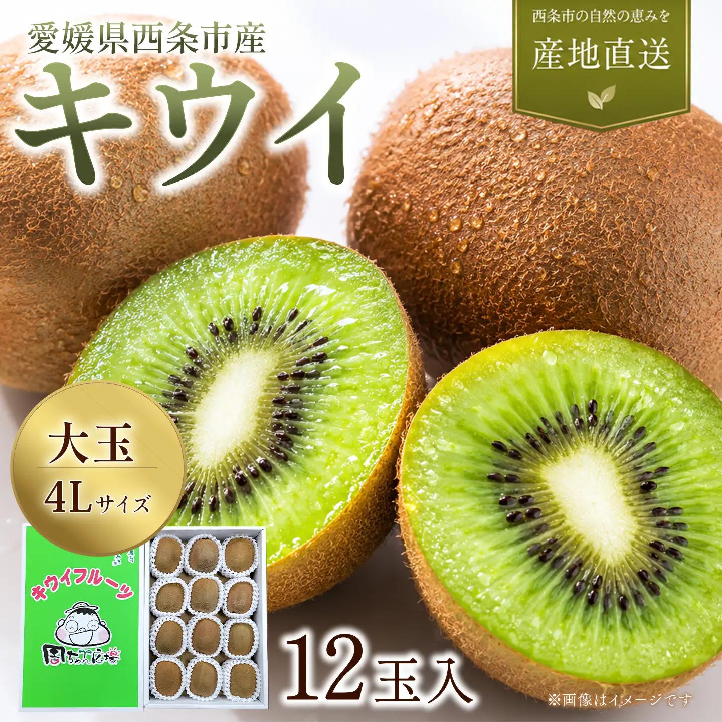 【先行予約】キウイフルーツ 4Lサイズ12個 大玉 キウイ