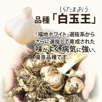 ふるさと納税 大館市 【あきたしらかみにんにく】にんにくCUBE 250g(1袋約50g×5袋) |  | 01